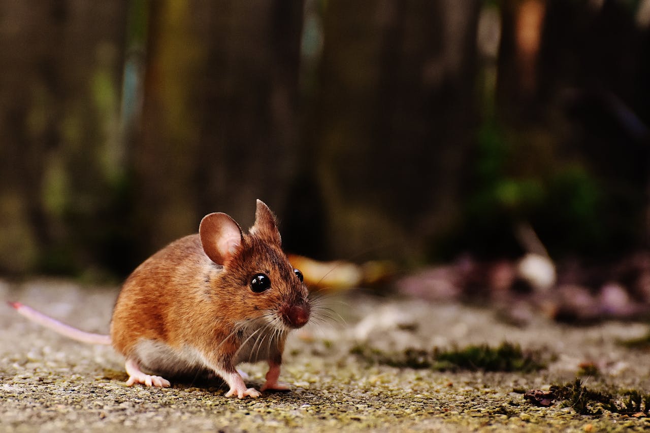 Ocean-Realty-and-Property-Management-mouse-pest-infestation